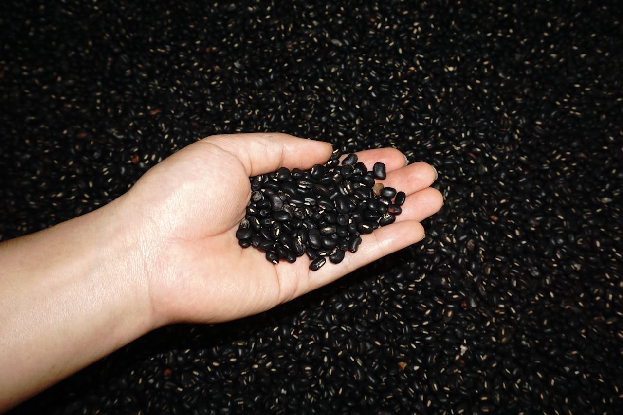 Black bean - Đậu đen           